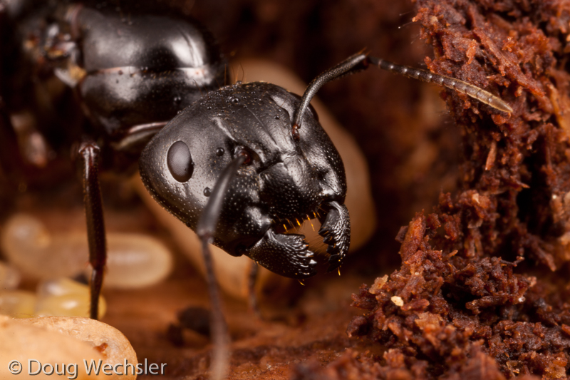 Black Carpenter Ant face 0A5E3006.jpg